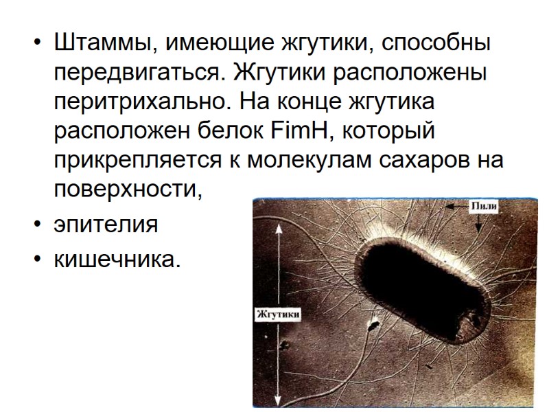 Штаммы, имеющие жгутики, способны передвигаться. Жгутики расположены перитрихально. На конце жгутика расположен белок FimH,